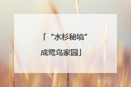 “水杉秘境”成鹭鸟家园