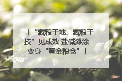 “藏粮于地、藏粮于技”见成效 盐碱滩涂变身“黄金粮仓”