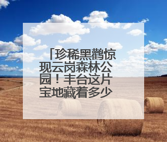 珍稀黑鹳惊现云岗森林公园！丰台这片宝地藏着多少惊喜？