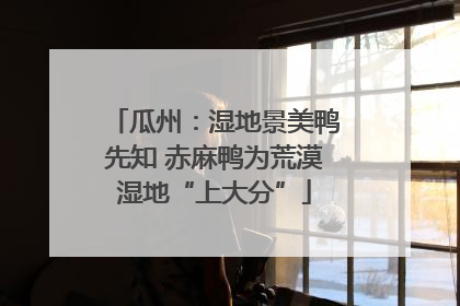 瓜州：湿地景美鸭先知 赤麻鸭为荒漠湿地“上大分”