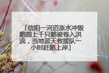 信阳一河道涨水冲毁鹅圈上千只鹅被卷入洪流，当地蓝天救援队一小时赶鹅上岸