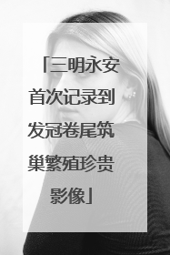 三明永安首次记录到发冠卷尾筑巢繁殖珍贵影像