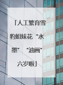 人工繁育雪豹姐妹花“水墨”“油画”六岁啦
