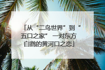 从“二鸟世界”到“五口之家” 一对东方白鹳的黄河口之恋