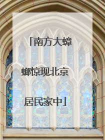 南方大蟑螂惊现北京居民家中