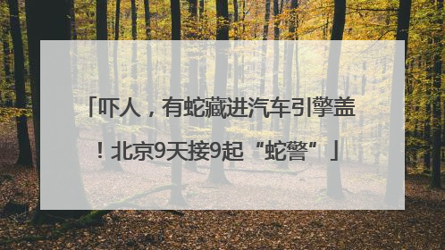 吓人，有蛇藏进汽车引擎盖！北京9天接9起“蛇警”