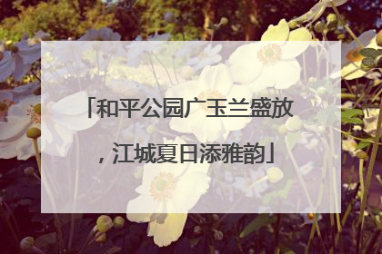 和平公园广玉兰盛放，江城夏日添雅韵