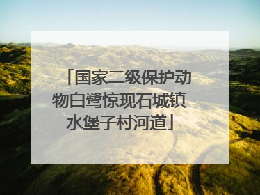 国家二级保护动物白鹭惊现石城镇水堡子村河道
