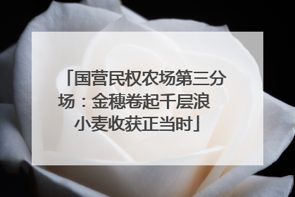 国营民权农场第三分场：金穗卷起千层浪 小麦收获正当时