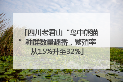 四川老君山“鸟中熊猫”种群数量翻番，繁殖率从15%升至32%