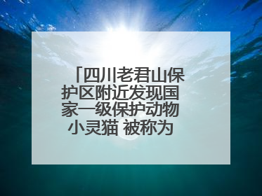 四川老君山保护区附近发现国家一级保护动物小灵猫 被称为“生态试纸”