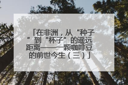 在非洲，从“种子”到“杯子”的遥远距离——一颗咖啡豆的前世今生（三）