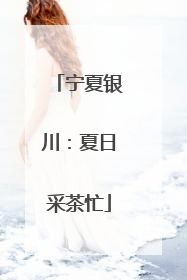 宁夏银川：夏日采茶忙