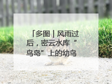 多图｜风雨过后，密云水库“鸟岛”上的幼鸟还好吗？