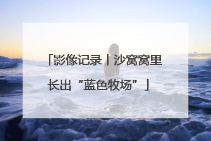 影像记录丨沙窝窝里长出“蓝色牧场”