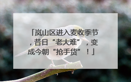 岚山区进入麦收季节，昔日“老大难”，变成今朝“抢手货”！