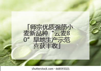 师宗优质强筋小麦新品种“云麦80”旱地生产示范喜获丰收