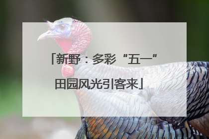 新野：多彩“五一” 田园风光引客来