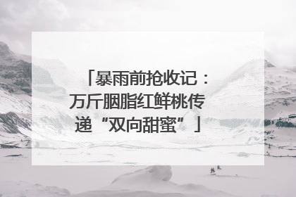 暴雨前抢收记：万斤胭脂红鲜桃传递“双向甜蜜”