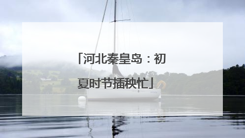 河北秦皇岛：初夏时节插秧忙