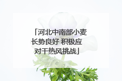 河北中南部小麦长势良好 积极应对干热风挑战