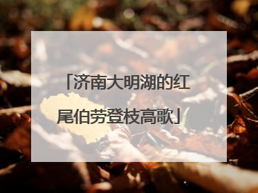 济南大明湖的红尾伯劳登枝高歌