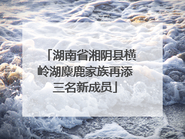 湖南省湘阴县横岭湖麋鹿家族再添三名新成员