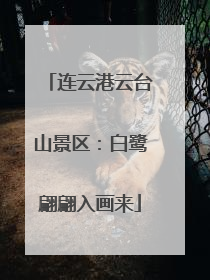 连云港云台山景区：白鹭翩翩入画来