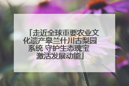 走近全球重要农业文化遗产皋兰什川古梨园系统 守护生态瑰宝 激活发展动能