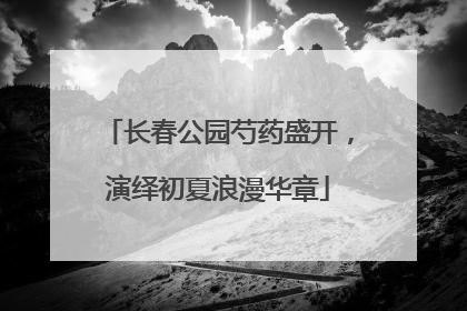 长春公园芍药盛开，演绎初夏浪漫华章