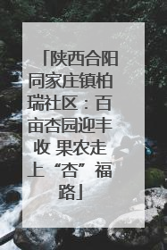 陕西合阳同家庄镇柏瑞社区：百亩杏园迎丰收 果农走上“杏”福路