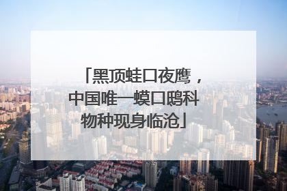 黑顶蛙口夜鹰，中国唯一蟆口鸱科物种现身临沧