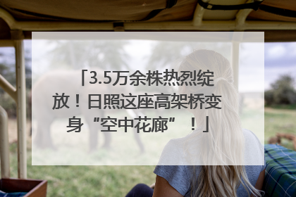 3.5万余株热烈绽放！日照这座高架桥变身“空中花廊”！